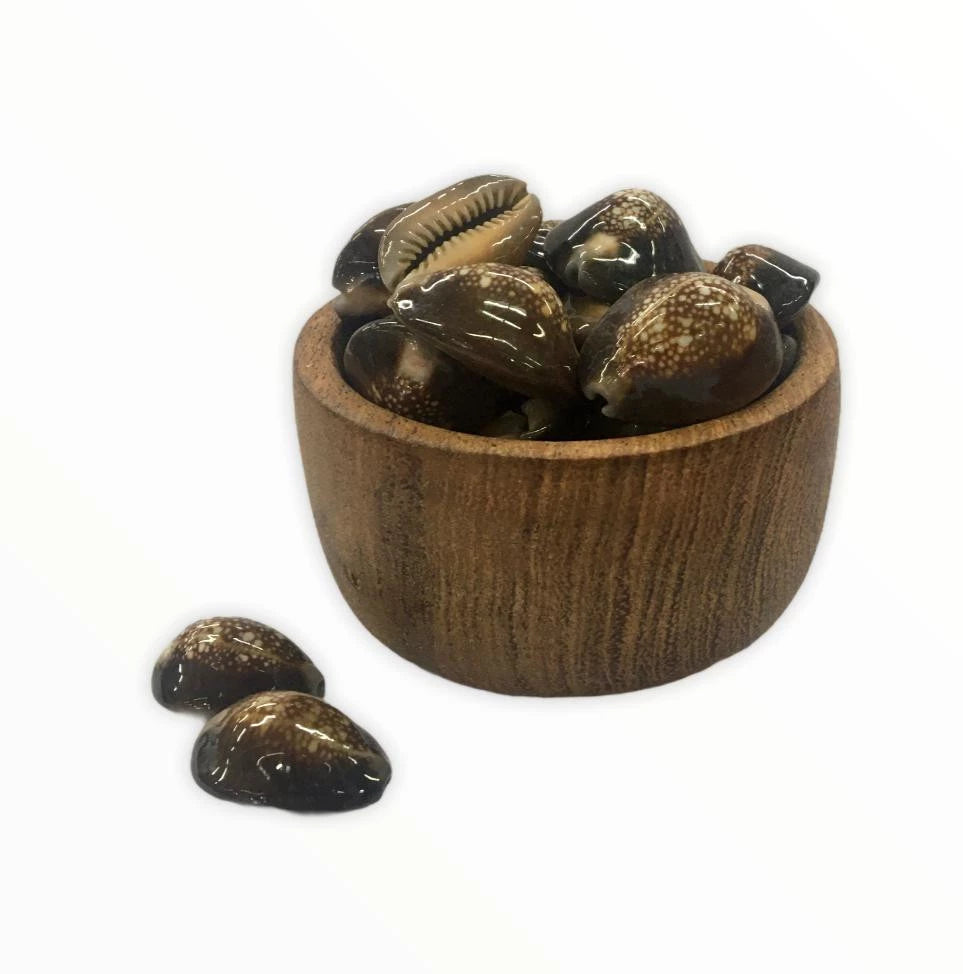 Buzios Marrones x 1 kg.